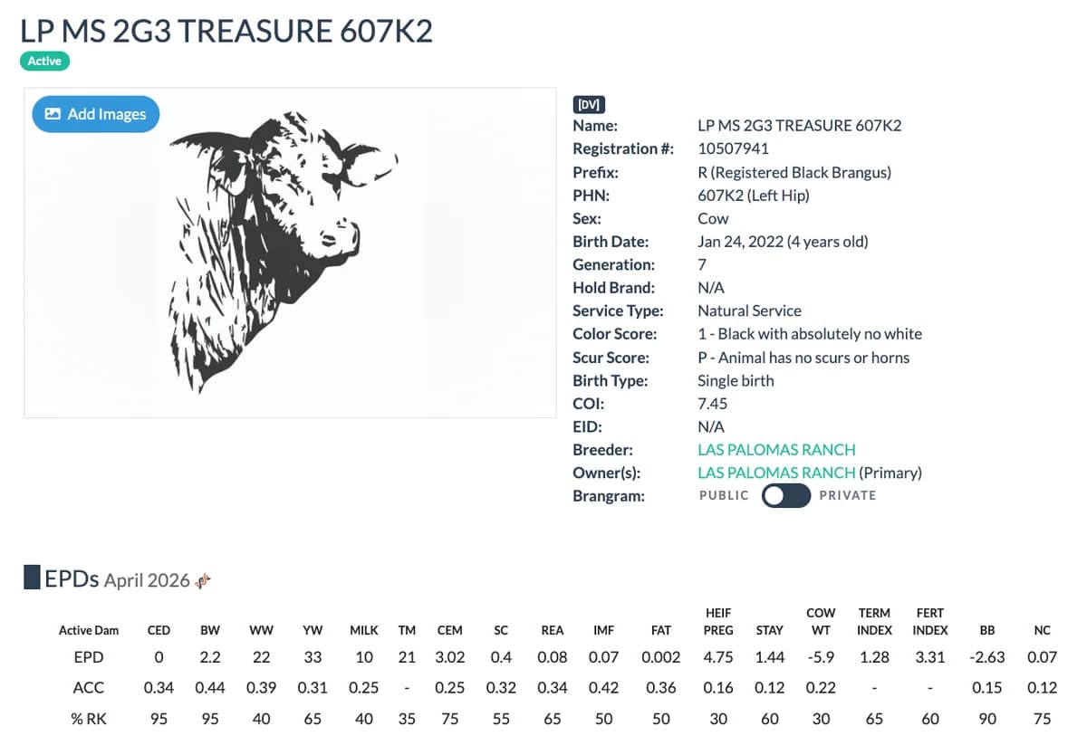 Dam — LP MS 2G3 TREASURE 607K2