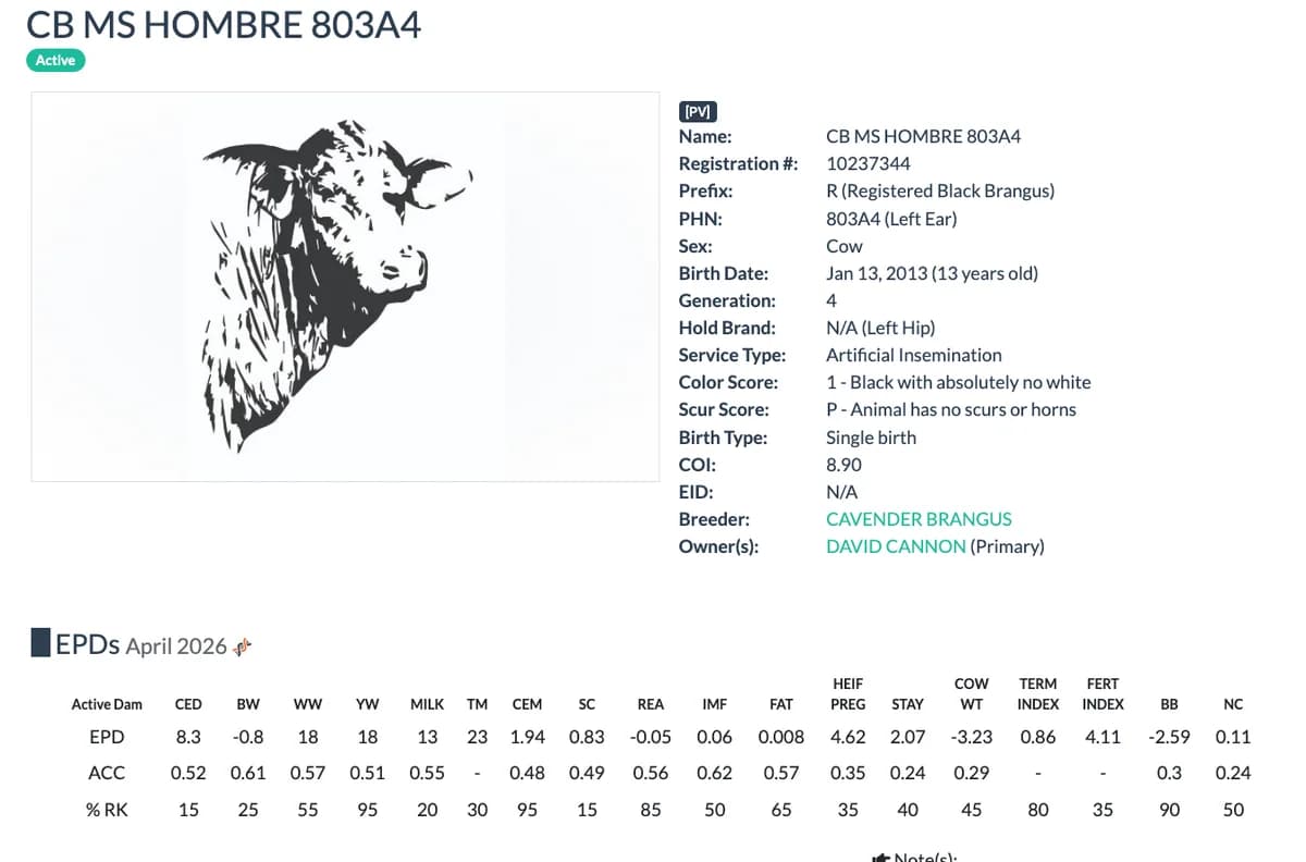 Dam — CB MS HOMBRE 803A4