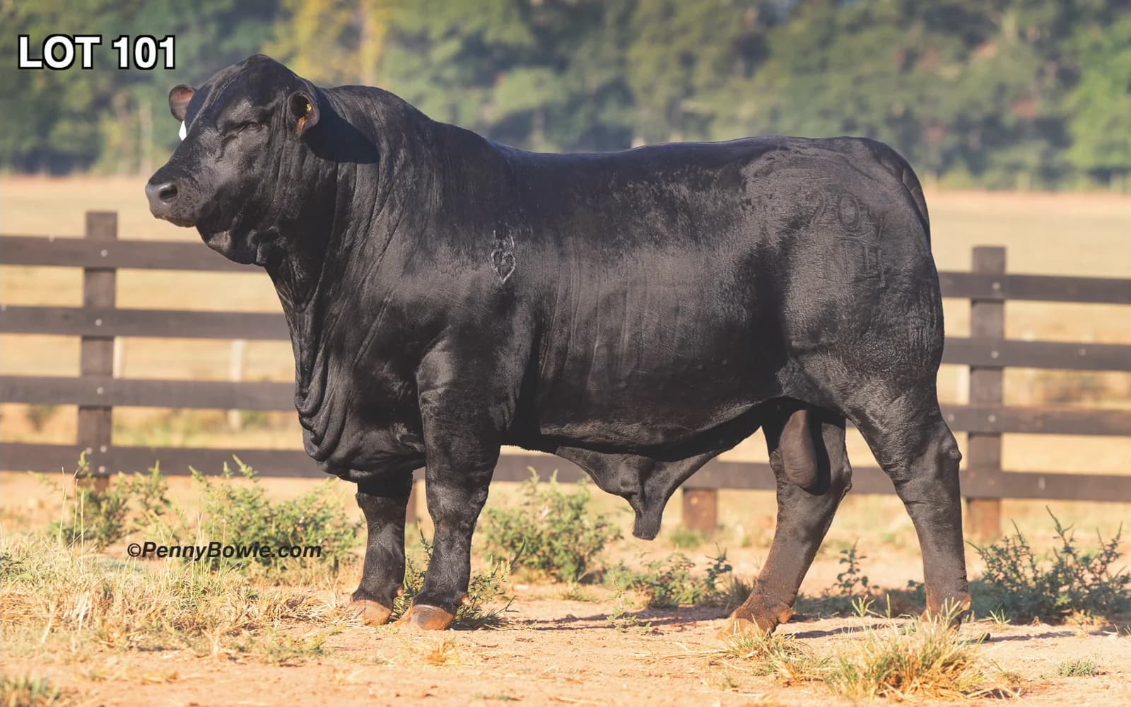 Addison Brangus Farms & Friends Performance Sale