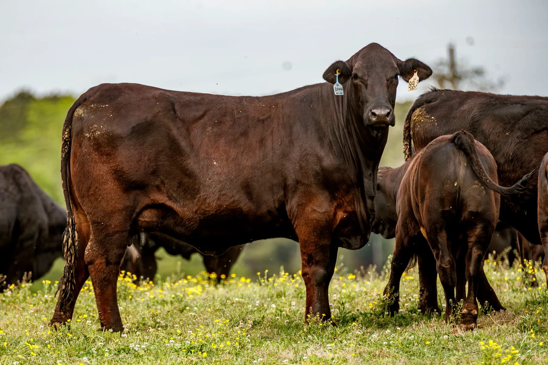 Elite Brangus donor cow
