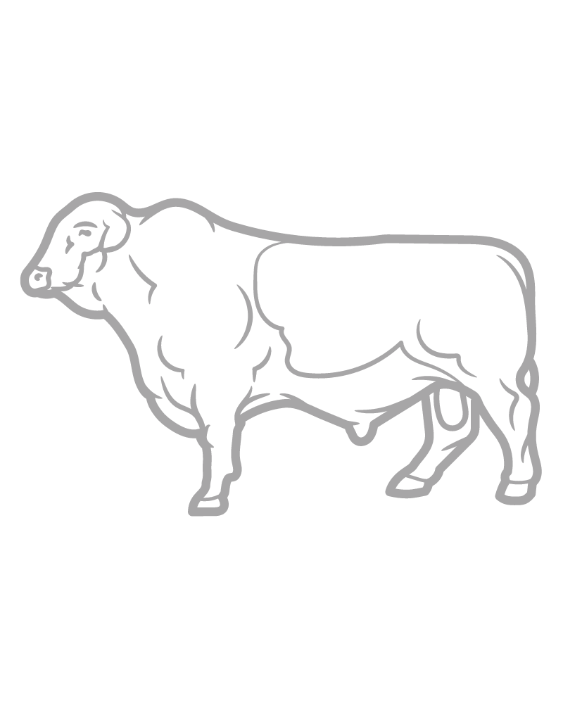 Brangus bull line illustration