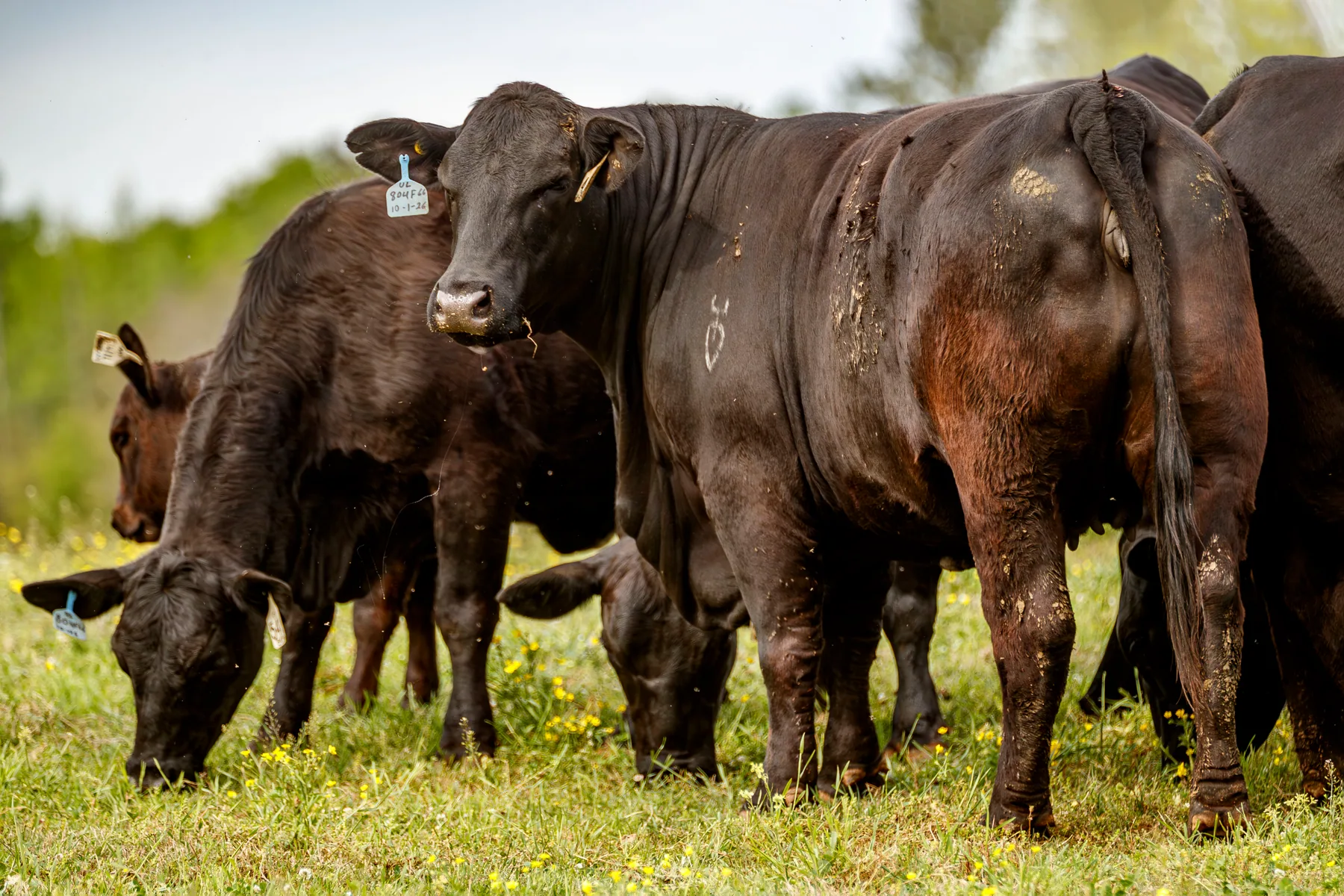Las Paloma's Ranch — registered Brangus cattle on pasture in Newnan, Georgia