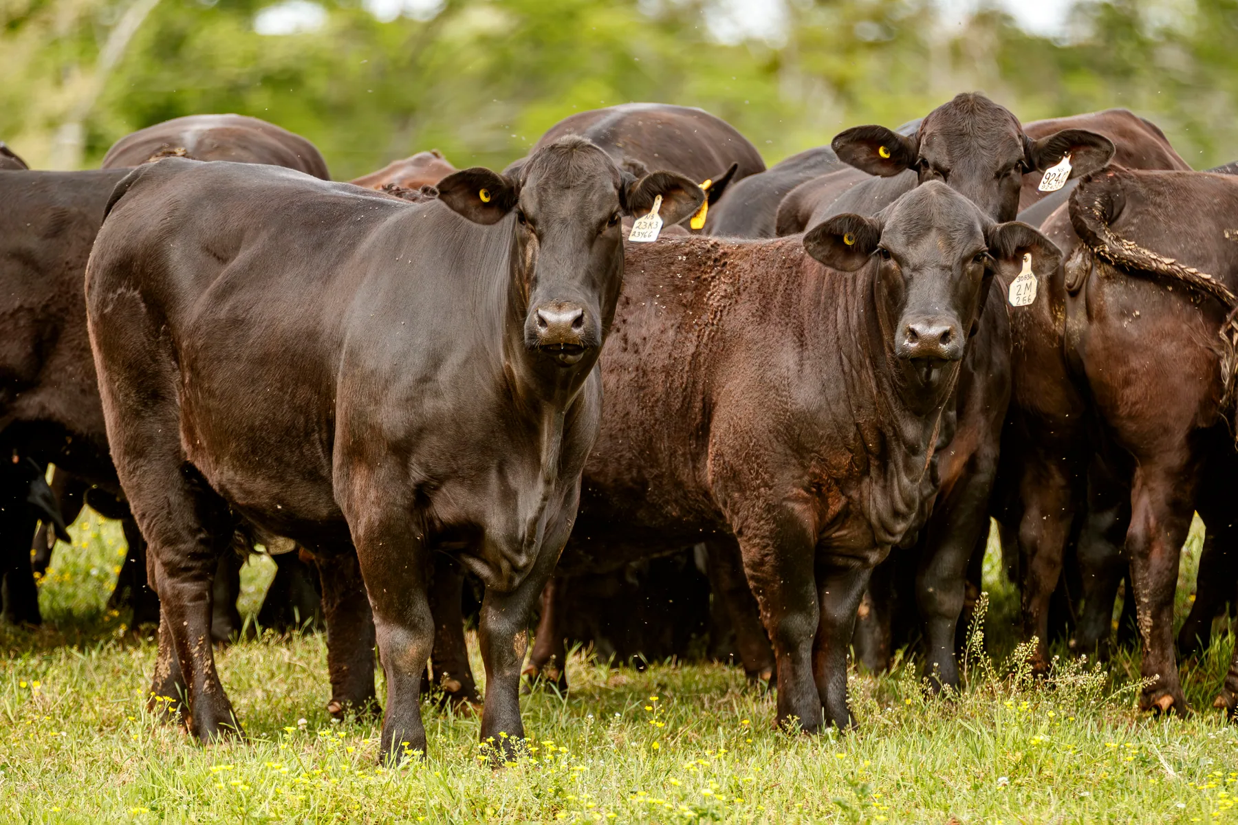 Rotational grazing on Las Paloma's Ranch pastures