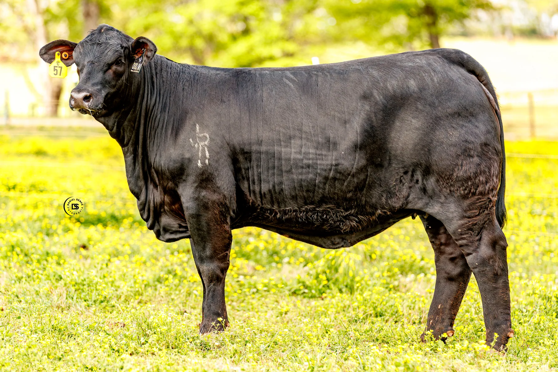 TJR Ms Blackwater 000/M1 — a featured Brangus donor in the Las Paloma's Ranch program