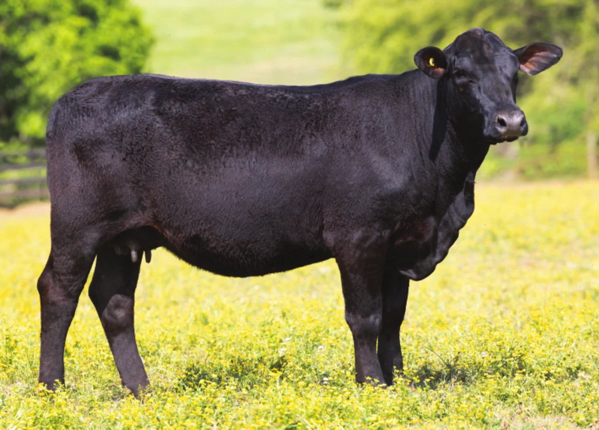2026 A Cut Above Sale